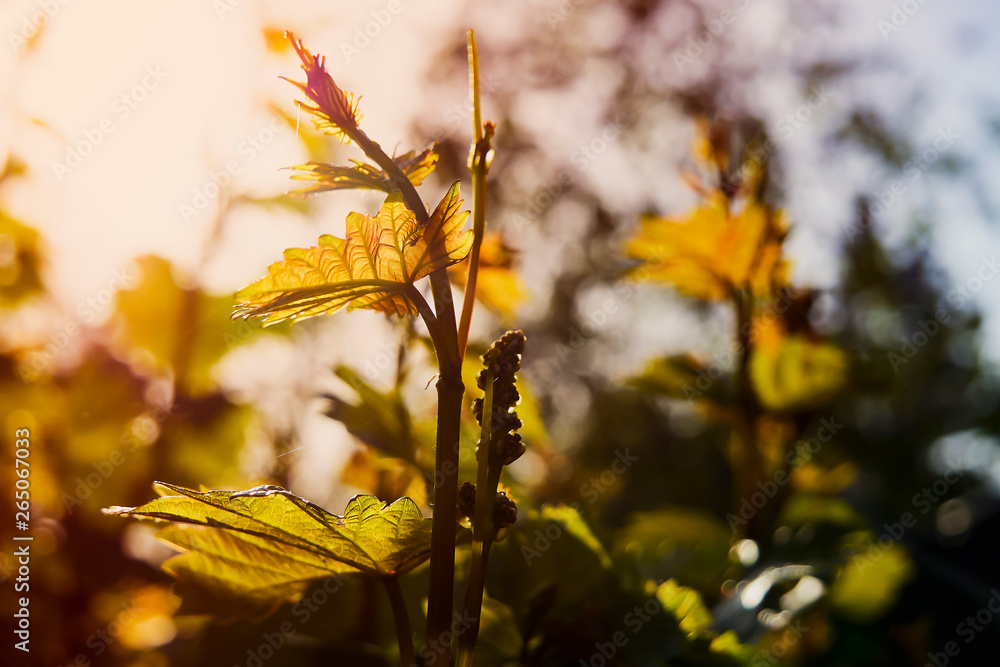 Obraz premium Young tender shoots and leaves of grapes on the vine in spring. vine and young bunch in the dawn sun.