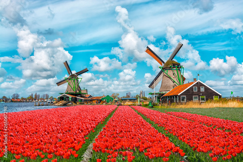 Dutch windmills and fields of red tulip flowers against the blue cloudy sky in Holland, Netherlands #265067298