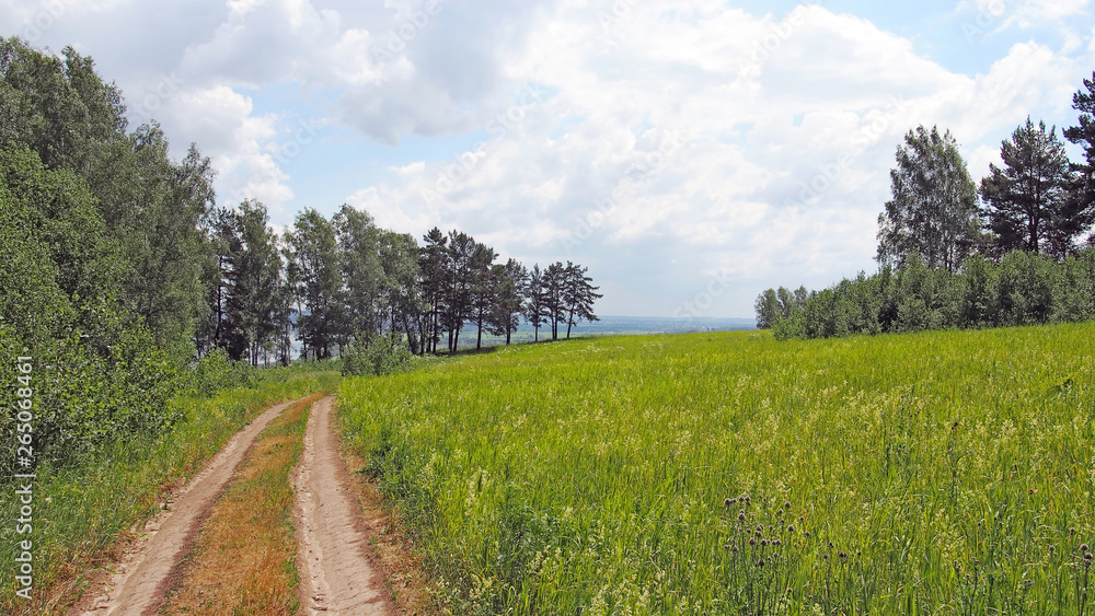 Beautiful summer landscape with a country road running along the grassy field near the forest