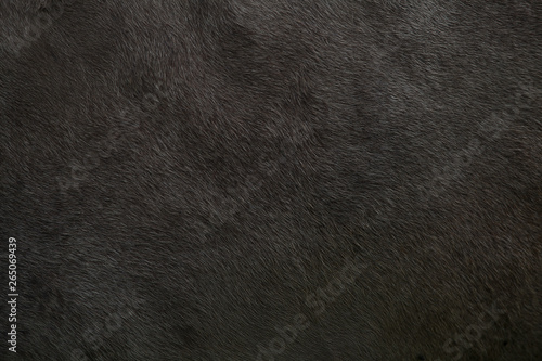Background with a skin animal texture of a cow