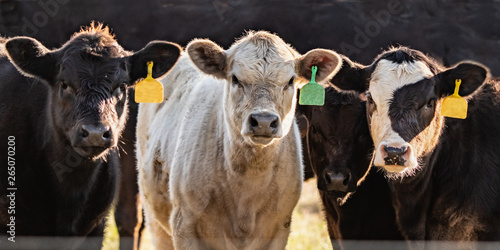 Obraz na plátne Line of crossbred calves web banner