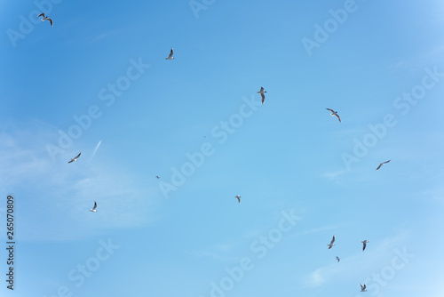 many birds are flying on a blue day sky © goldeneden