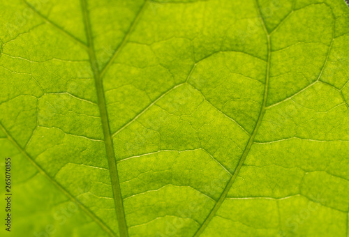 Eggplant leaf in sunlight close-upEggplant leaf in sunlight close-up with veins and cells