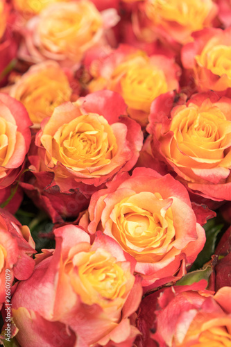 Background of pink and peach roses. Fresh pink roses. A huge bouquet of flowers. The best gift for women. vertical photo © jollier_