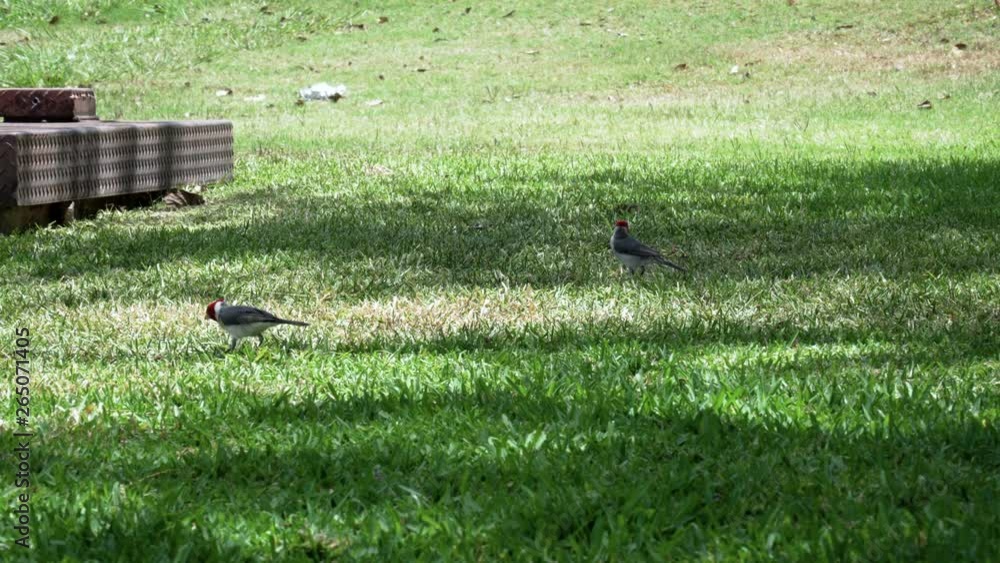 Red-Crested Cardinal hopping around Red-Crested Cardinal hopping around