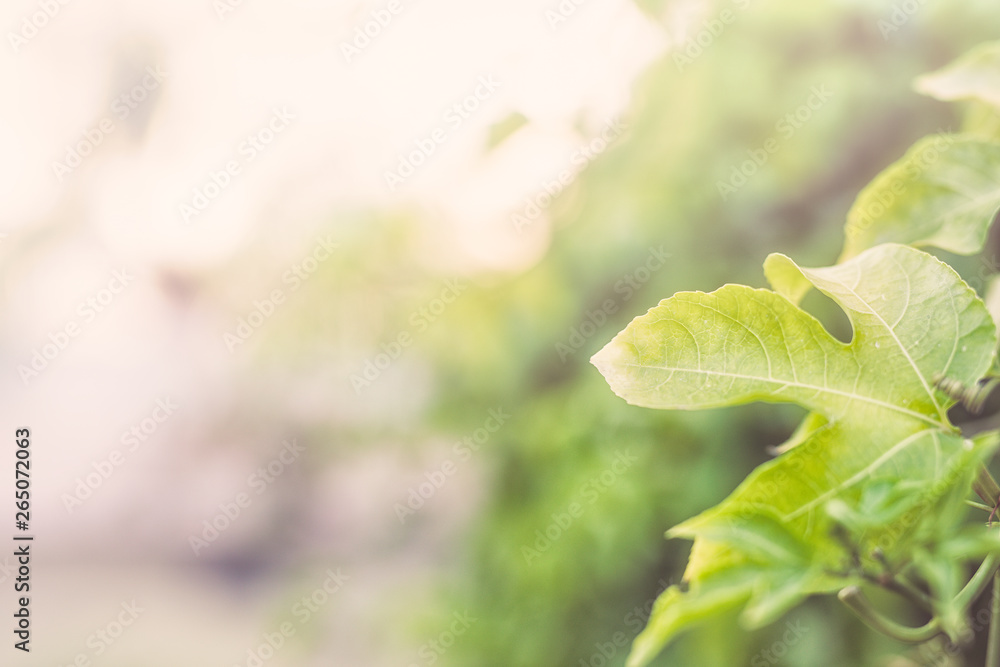 Closeup nature view of green leaf on blurred greenery background Closeup nature view of green leaf on blurred greenery background