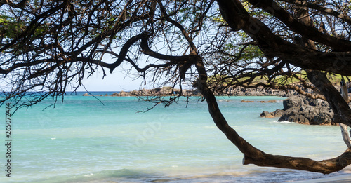 Beautiful kiawe trees framing serenity of Waialea  beach