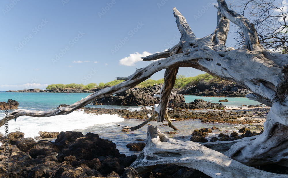 Beautiful kiawe trees framing serenity of Waialea beach Beautiful kiawe trees framing serenity of Waialea beach