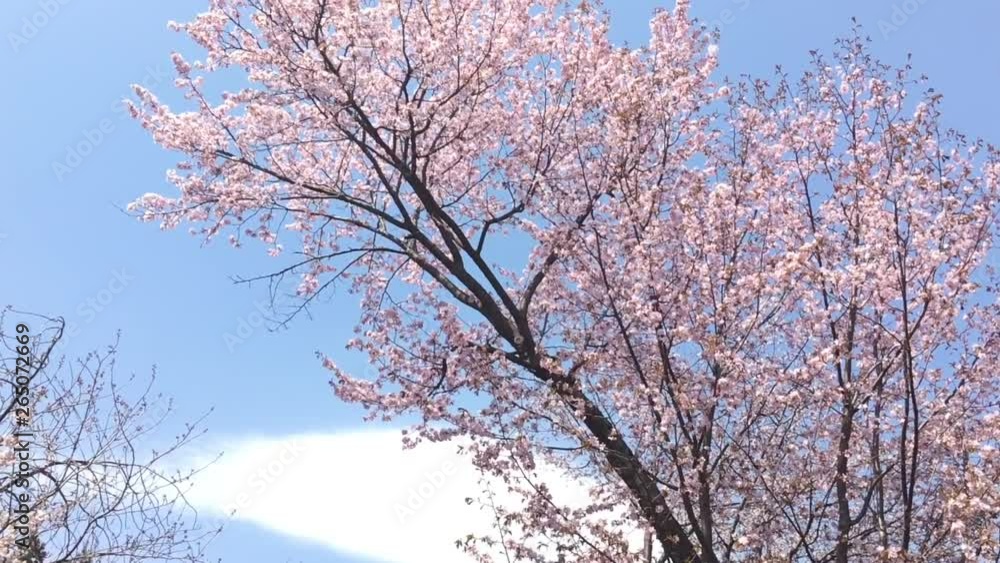 エゾヤマザクラ 北海道 エゾヤマザクラ 北海道