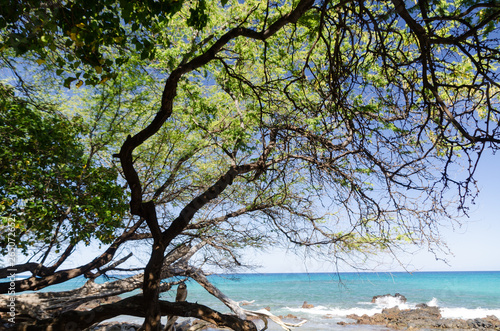 Fototapeta Naklejka Na Ścianę i Meble -  Beautiful kiawe trees framing serenity of Waialea  beach