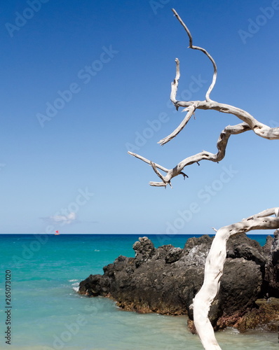 Beautiful white drywood branches adding to serenity of Waialea beach