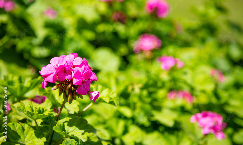 Pink color geranium flower and leaves against blur green nature background. Closeup view Pink color geranium flower and leaves against blur green nature background. Closeup view