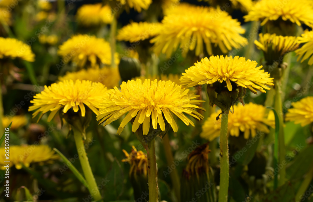 Yellow dandelion flowers in spring garden Yellow dandelion flowers in spring garden
