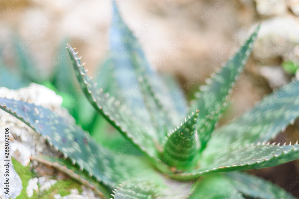 aloe wild growing plant close view, green background aloe wild growing plant close view, green background
