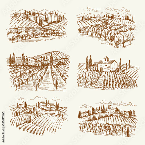 Vineyard landscape. France or italy vintage village wine vineyards vector hand drawn illustrations. Winery landscape drawing, farm agriculture grape