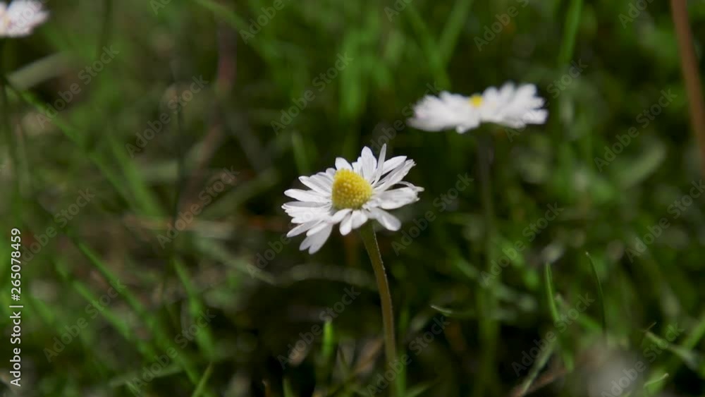 Single daisy in green grass during Spring. 20sec/24fps Slow motion Single daisy in green grass during Spring. 20sec/24fps Slow motion