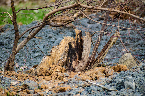 Wallpaper Mural Saw cut wood, old wood rot on the nature of the timber unfit, a walk in the woods on the nature, details and elements of the natural flora Torontodigital.ca