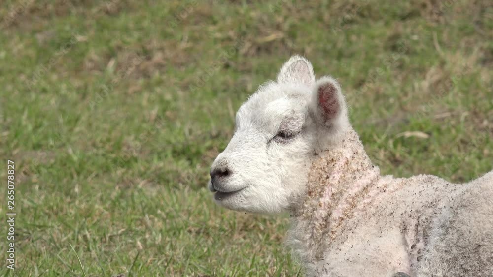 head from white lamb on pasture head from white lamb on pasture