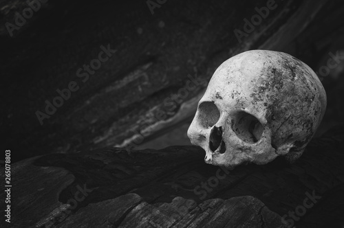Fotografie Real human skull on texture of tree