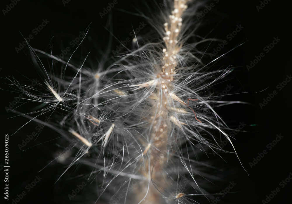 Macro Photo of Poaceae Grass Flower Isolated on Black Background Macro Photo of Poaceae Grass Flower Isolated on Black Background
