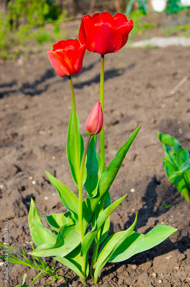 Red tulips in close-up. Open and closed bud tulip. Bright tulip flowers from all sides. Flowers for the holiday of spring. Beautiful flowers Red tulips in close-up. Open and closed bud tulip. Bright tulip flowers from all sides. Flowers for the holiday of spring. Beautiful flowers