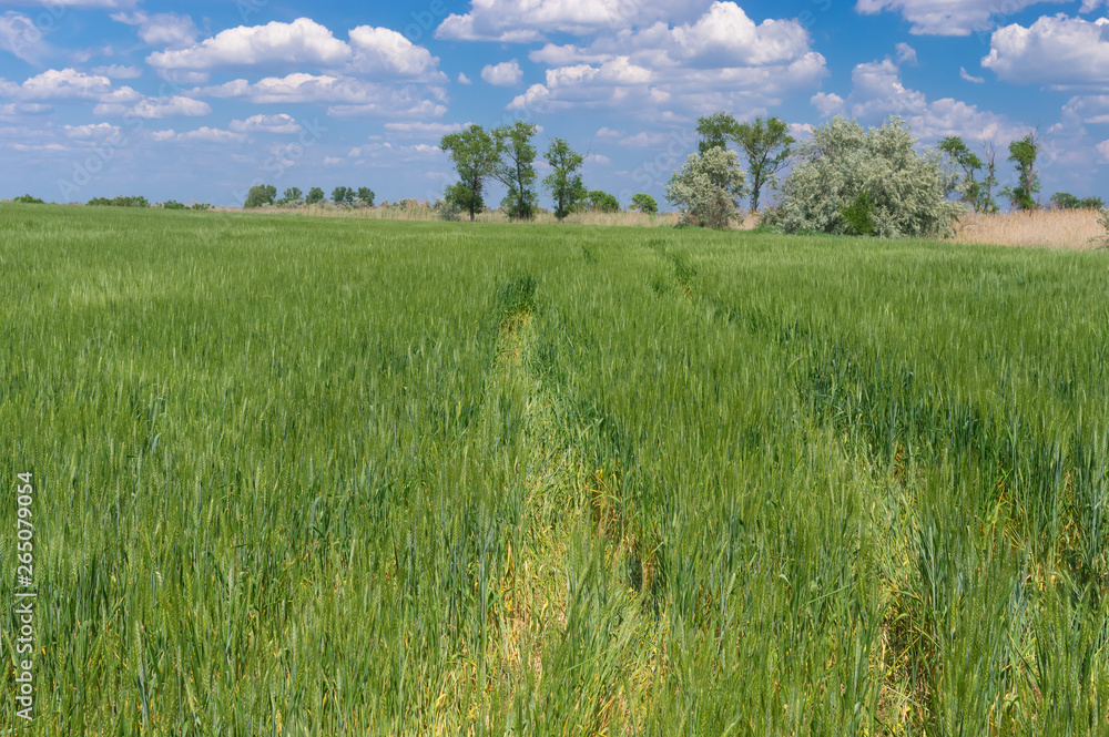 Spring landscape with an rut  in unripe wheat field in Ukraine