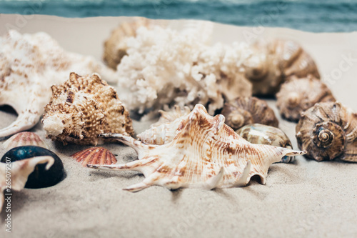 Seashells on the sand, summer beach background travel concept with copy space for text.