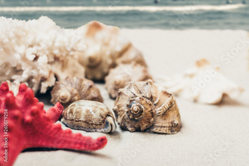 Seashells and red sea stars on the sand, summer beach background travel concept with copy space for text.
