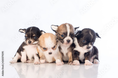 puppies on white background