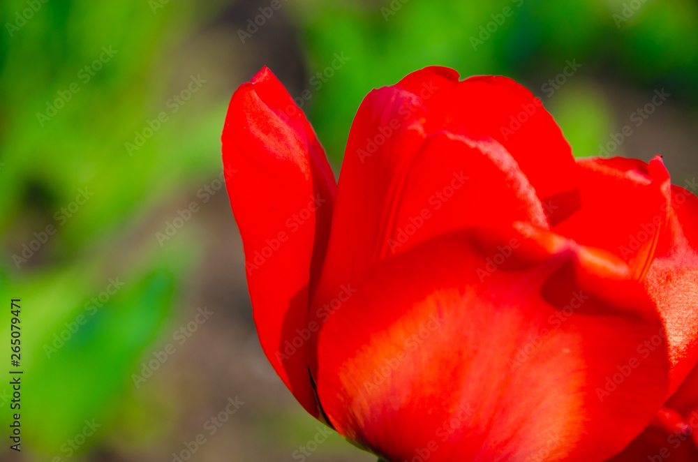 Red tulips in close-up. Open and closed bud tulip. Bright tulip flowers from all sides. Flowers for the holiday of spring. Beautiful flowers