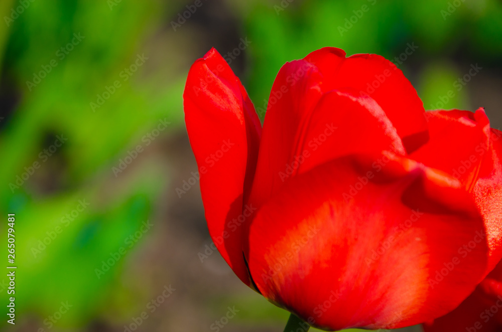 Red tulips in close-up. Open and closed bud tulip. Bright tulip flowers from all sides. Flowers for the holiday of spring. Beautiful flowers
