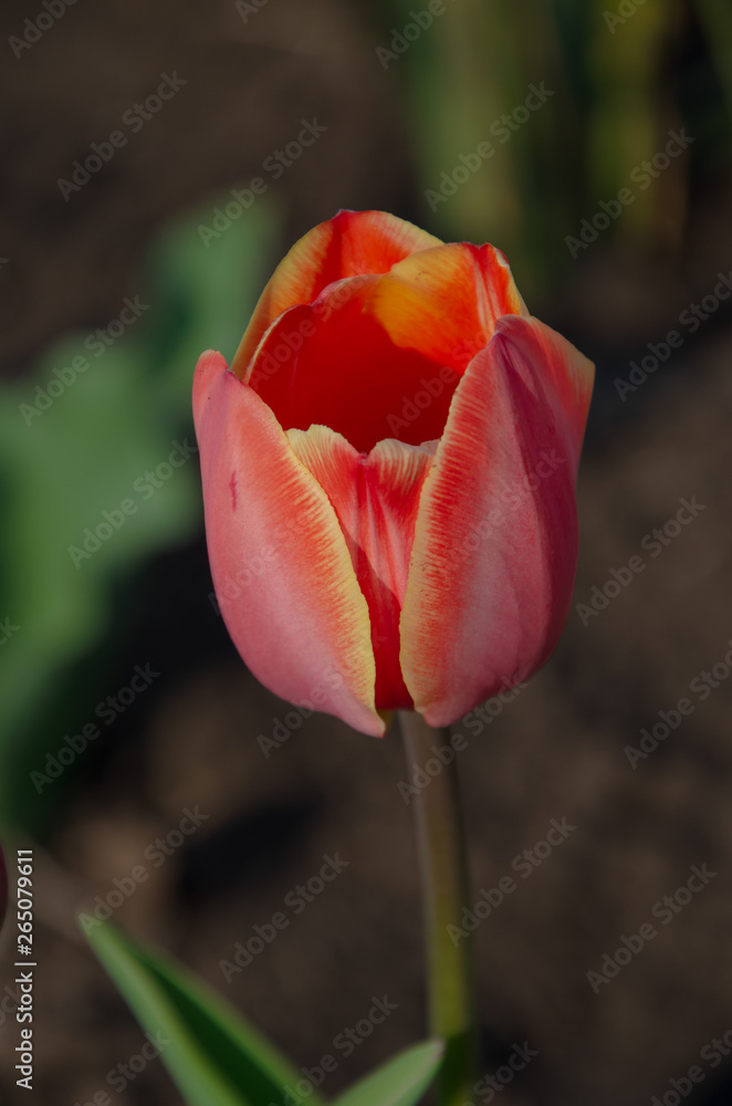 Red tulips in close-up. Open and closed bud tulip. Bright tulip flowers from all sides. Flowers for the holiday of spring. Beautiful flowers Red tulips in close-up. Open and closed bud tulip. Bright tulip flowers from all sides. Flowers for the holiday of spring. Beautiful flowers