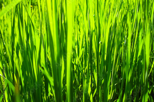 Green grass in the spring, closeup.