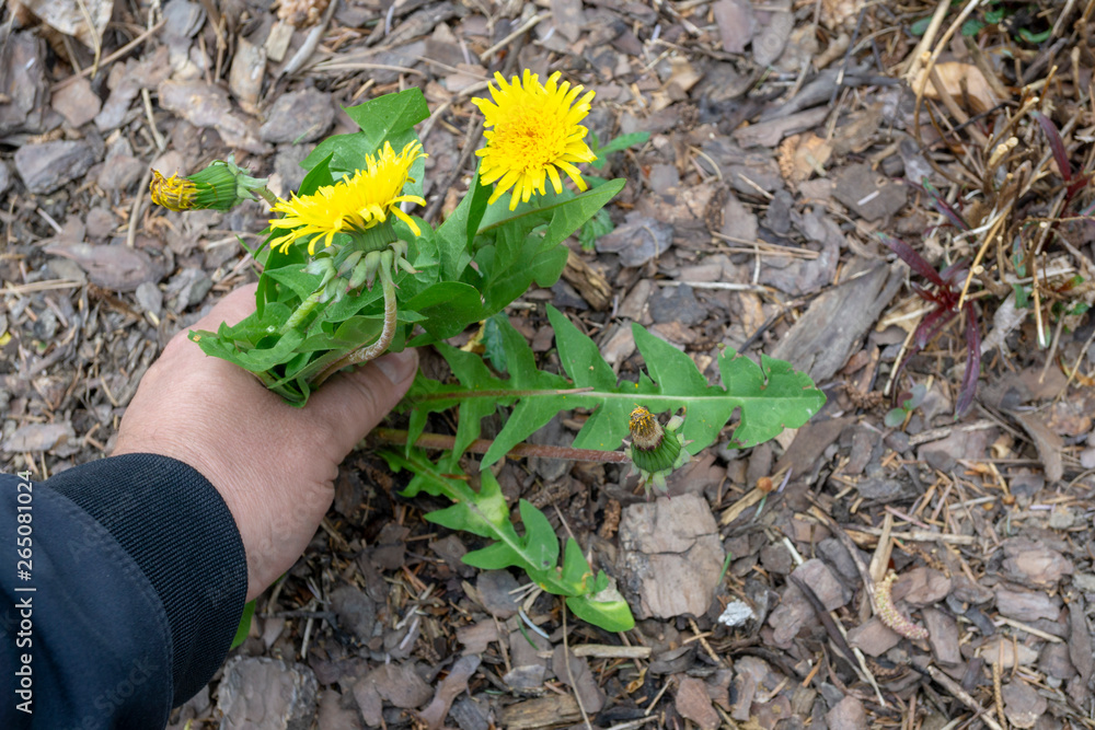 Female Hands Pull Out Weeds From Ground Garden. Weeding Weeds. Struggle