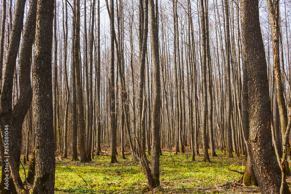 Fototapeta premium Spring bare forest. Many aspen tree trunks