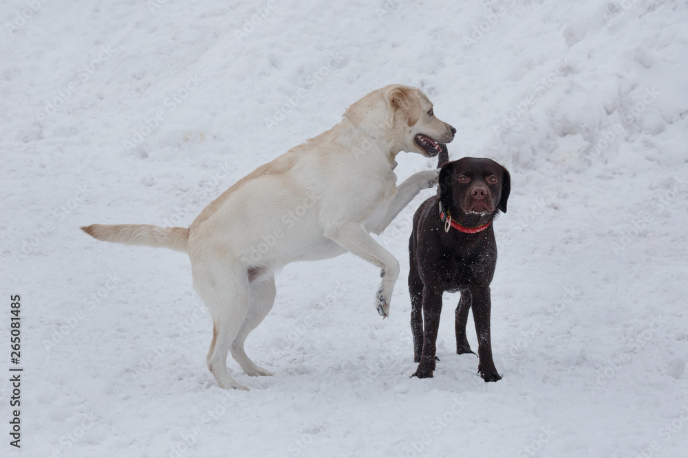 Two labrador retrievers puppies are playing on a white snow. Pet animals.