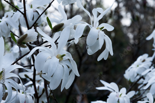 Blooming magnolia Lebner in the garden. Spring background photo