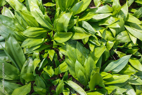 View of a large number of growing wild garlic on top