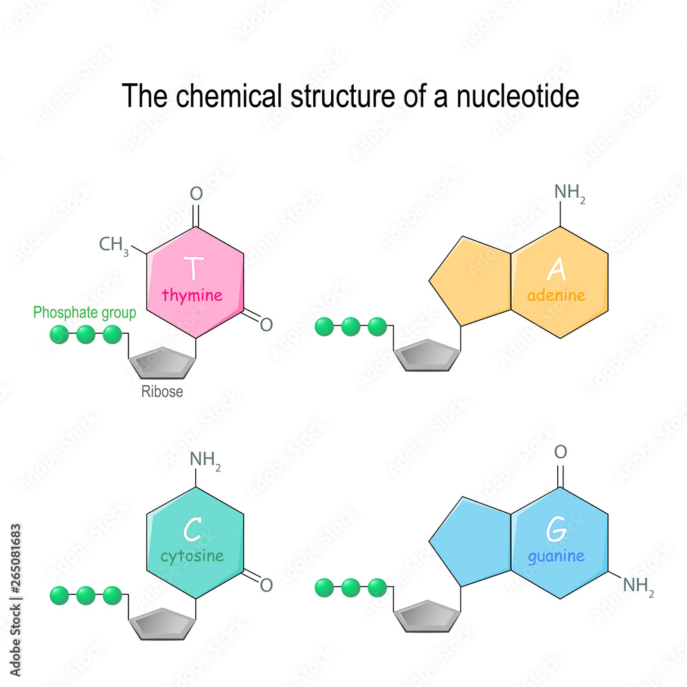 Cytosine Nucleotide Structure