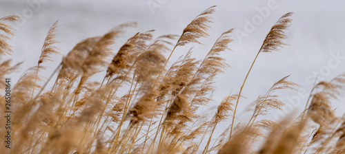 Reed grass in bloom, scientific name Phragmites australis, deliberately blurred, gently swaying in the wind on the shore of a pond photo