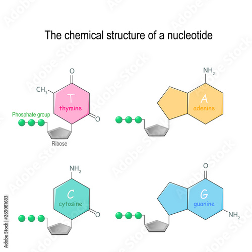 The chemical structure of a nucleotide. four main bases found in DNA: adenine, cytosine, guanine, and thymine. Phosphate group and Ribose