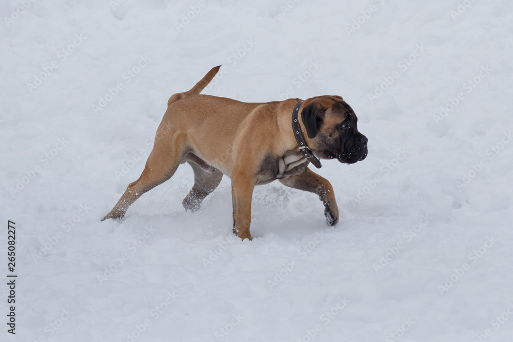 Cute bullmastiff puppy is walking on a white snow. Pet animals.