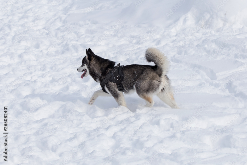 Cute black and white siberian husky is running on a white snow. Pet animals.