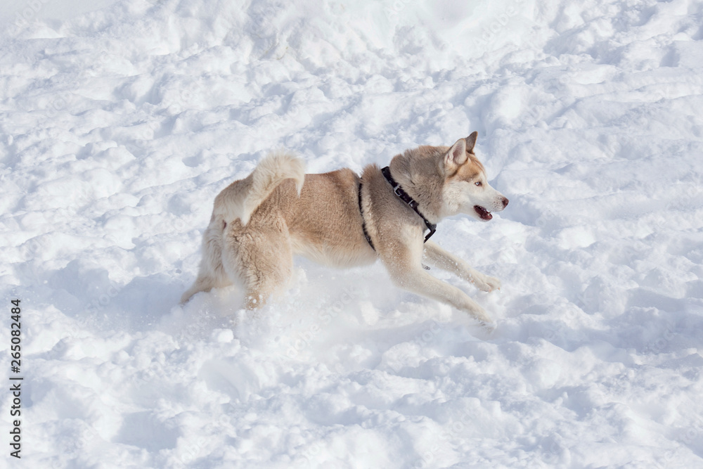 Cute siberian husky is playing on a white snow. Pet animals.