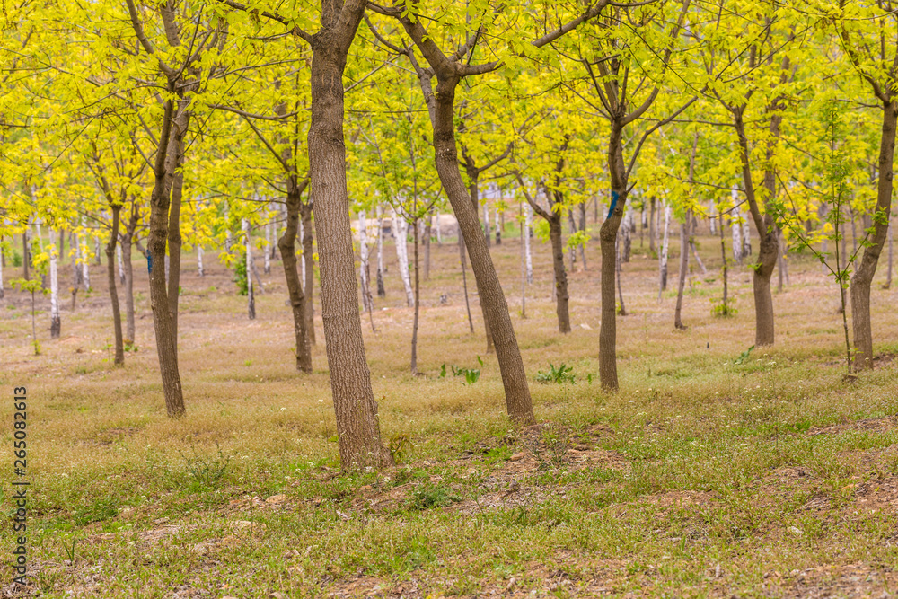 Fototapeta premium Spring forest，golden,leaves,yellow,forest,spring,