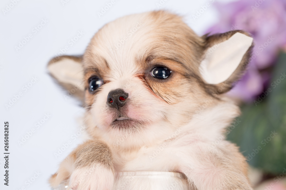 Puppy in a glass bottle On the white and plastic flowers Puppy in a glass bottle On the white and plastic flowers