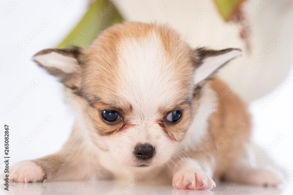 Puppy in a glass bottle On the white and plastic flowers