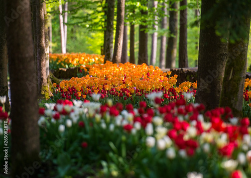 Tulip field in Volcji potok, Slovenia