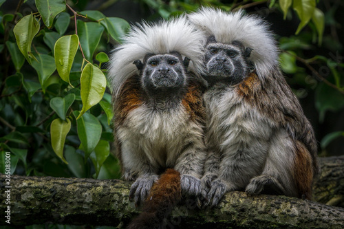 Two cute cotton-top tamarins with amazing furry hair on top of their heads sitting against each other.