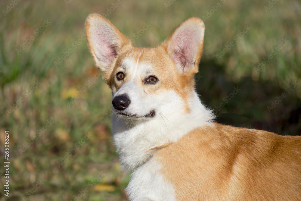 Cute pembroke welsh corgi puppy is standing in the autumn foliage. Pet animals.